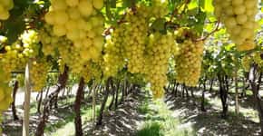 Tour permite conhecer produção de vinhos no Vale do São Francisco