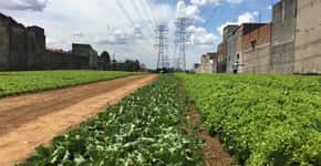 ONG monta hortas orgânicas urbanas em terrenos sem uso