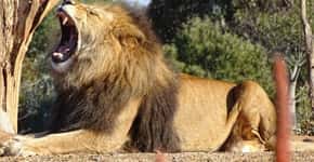 Vereadora acusa zoo por deixar leão morrer de fome na Paraíba