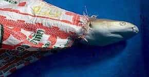Tubarão filhote é encontrado morto preso a um saco de lona