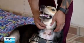 Cachorro é adotado após ter a garganta cortada por antigo tutor