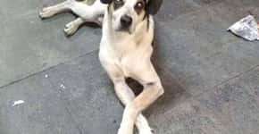 Prefeitura de Osasco confirma maus-tratos a cachorro no Carrefour