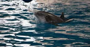 SeaWorld cancela show com golfinhos após protesto de ativistas