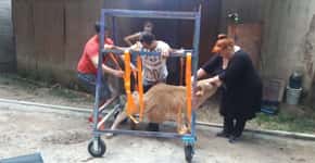 Vaca ganha cadeira de rodas após vaquejada a deixar paraplégica