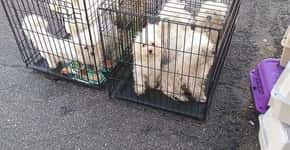 Cachorros presos em gaiolas são encontrados em estacionamento
