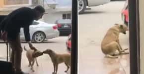Homem atrai cão fingindo acariciá-lo e o golpeia com facadas