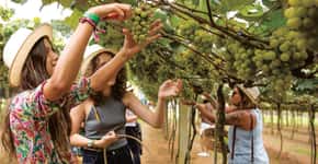 Vinícolas de São Roque (SP) promovem festa da colheita da uva