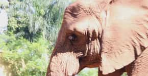 Elefanta Teresita morre no zoo de SP após anos de sofrimento