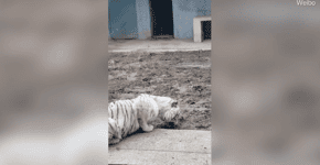 Tigre branco come terra por não ser alimentado em zoo