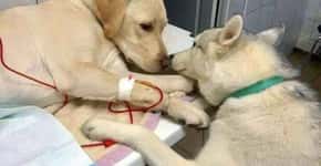 Cachorro conforta outro cão em clínica veterinária e viraliza
