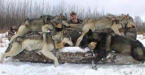 Concursos de caça pagam 500 dólares por cada animal morto