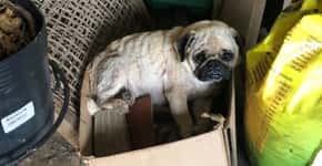 43 cães de raça são resgatados de canil clandestino em Curitiba