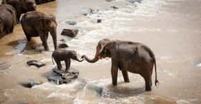 Filhotes de elefantes são aprisionados e vendidos para zoos