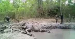 Elefantes bebês são resgatados de poço de lama
