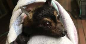 Australiana dedica a vida a resgatar e salvar a vida de morcegos