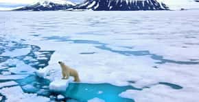 Urso polar é encontrado desnutrido a 700 km de casa na Rússia