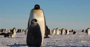 Câmeras revelam vida secreta dos pinguins da Antártida