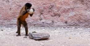 Macacos-prego usavam ferramentas há 700 anos
