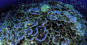 Mudança climática levará a branqueamento anual dos corais