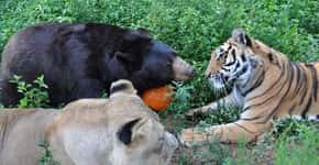 A cativante história de amizade de um urso, um leão e um tigre