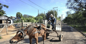 Abaixo-assinado busca proibição de animais em carroças no Rio Grande do Sul