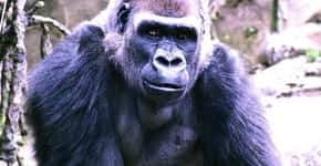 Abaixo-assinado busca responsáveis pela morte de gorila em zoológico nos EUA