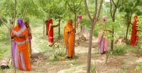 Aldeia indiana festeja nascimento de meninas com plantio de 111 árvores