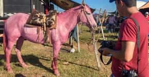 Animais explorados em rodeio são pintados de rosa no RS
