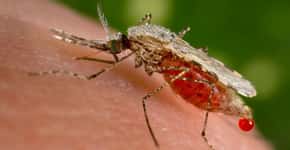 Dispositivo detecta malária em menos de três minutos