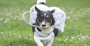 Auréola ajuda cães cegos a se locomoverem em segurança
