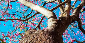 Ipê-roxo é 1ª árvore do Cerrado a ter genoma sequenciado
