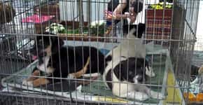 Avenida Paulista terá feira de adoção de animais