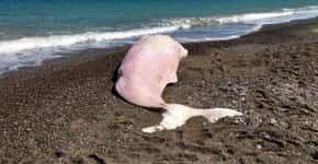 Baleia é encontrada morta com estômago cheio de plástico
