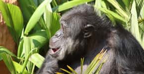 Chimpanzé é transferido de zoo de SP para santuário