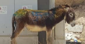 Vândalos pintam suástica no corpo de burros em Israel