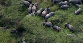 Caça aos elefantes também provoca mortes humanas