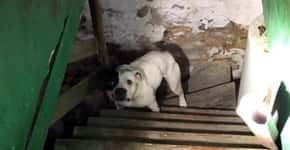 Novo proprietário resgata cão acorrentado deixado na casa