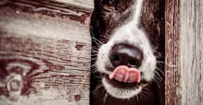Cães abandonados viram modelos de fotógrafas em campanha de adoção