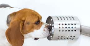 Cães podem farejar câncer no sangue e saliva com 97% de precisão