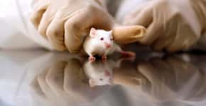 Terapia gênica consegue matar células tumorais em ratos