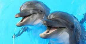 Cientistas gravam pela 1ª vez uma conversa entre dois golfinhos