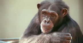 Cientistas suíços fazem macaco paraplégico voltar a andar