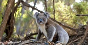 Especialistas anunciam que coalas estão funcionalmente extintos