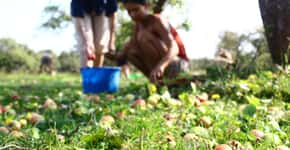 Site mapeia árvores frutíferas em espaços públicos