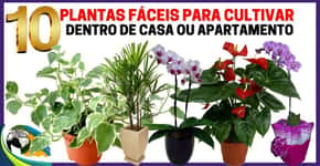 Como cultivar plantas em casa