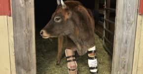 Conheça Fawn, vaca sobrevivente da indústria do leite que superou problemas de locomoção