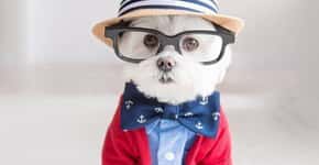 Conheça Toby LittleDude: o cachorro hipster