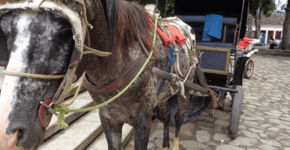 Fim de animais em carroças? Crie e apoie petições pelo Brasil