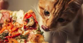 ‘Dia do Gato’ em pizzaria paulistana busca lar para os felinos