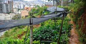 Hortas comunitárias se multiplicam nas comunidades do Rio